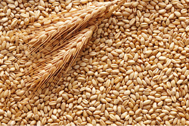 Первый миллион тонн зерна закуплен в государственный интервенционный фонд